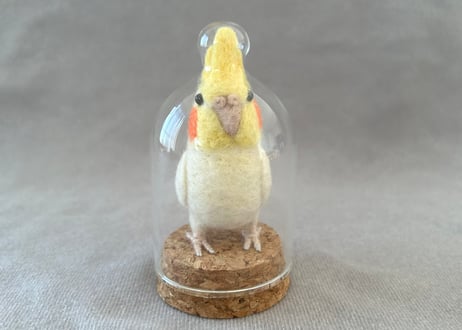 オカメルチノー、セキセイルチノー4点