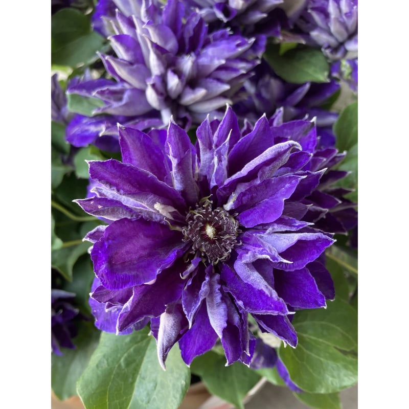 2025.母の日クレマチス 紫 八重咲き | andand gf . -plants store-
