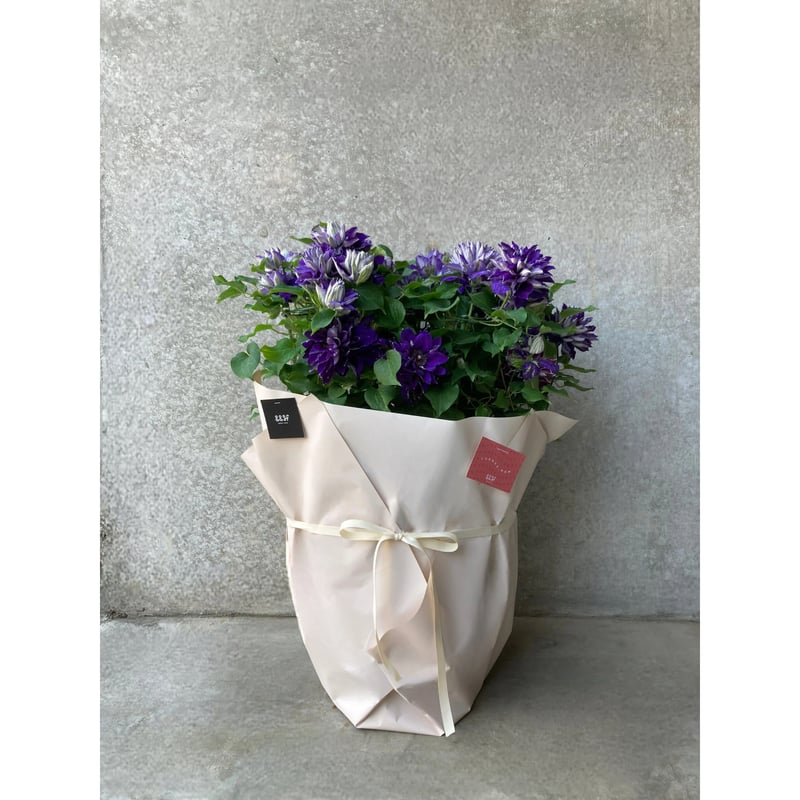 クレマチス 薄紫の花鉢 2025.母の日クレマチス 紫 八重咲き | andand gf . -plants store-