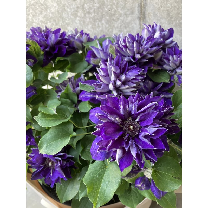 クレマチス 2025.母の日クレマチス 紫 八重咲き | andand gf . -plants store-