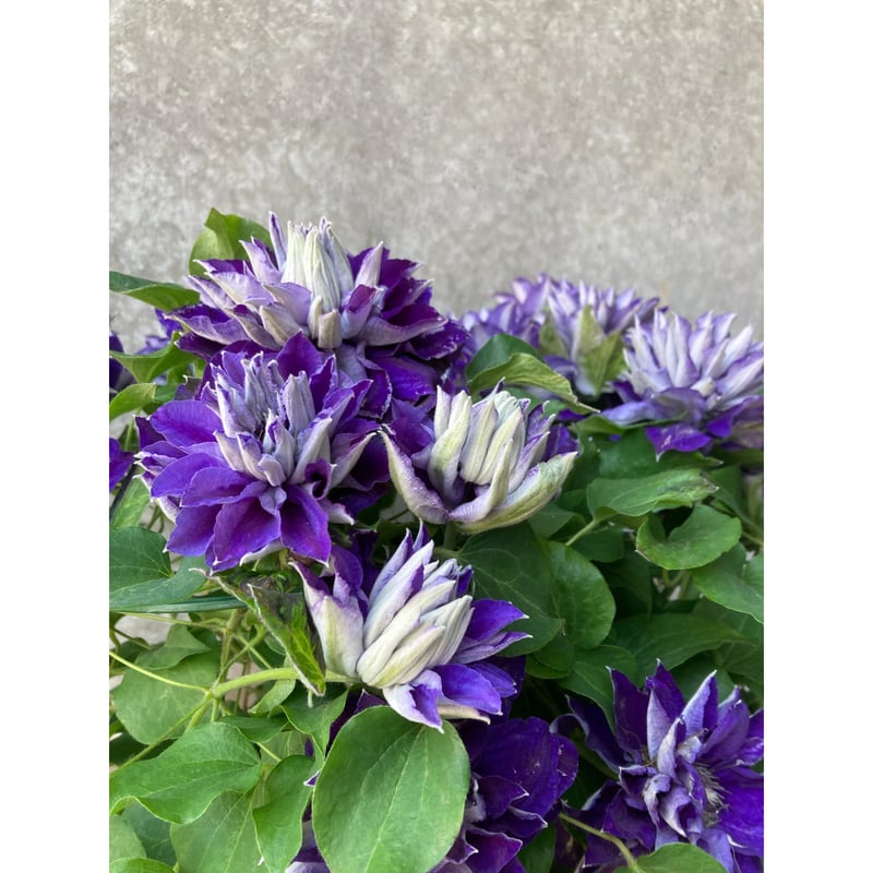 2025.母の日クレマチス 紫 八重咲き | andand gf . -plants store-