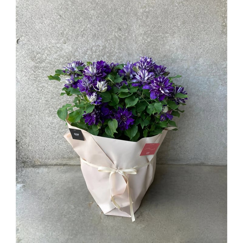 2025.母の日クレマチス 紫 八重咲き | andand gf . -plants store-