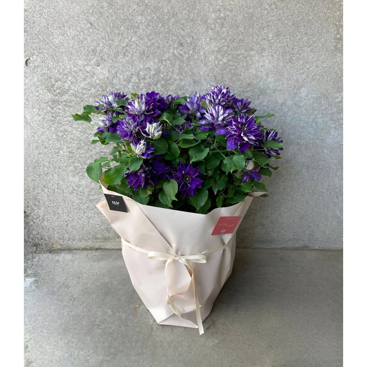 2025.母の日クレマチス 紫 八重咲き | andand gf . -plants store-