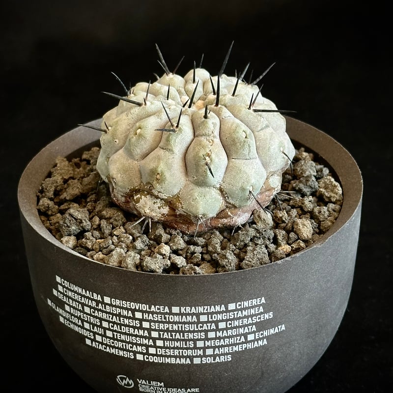 ᴄᴏᴘɪᴀᴘᴏᴀ ᴄɪɴᴇʀᴇᴀ × ᴠᴀʟɪᴇᴍ ʜᴀʙɪᴛᴀᴛ ᴘᴏᴛ  