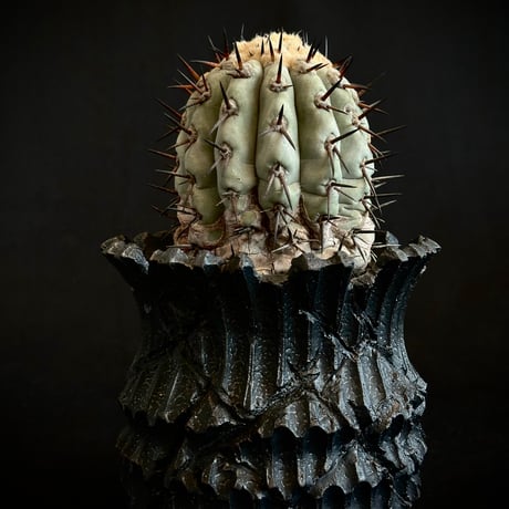 CATEGORY Cactus | COOLCACTUS⁎