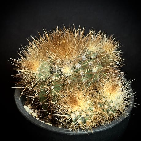 コピアポア | STORES