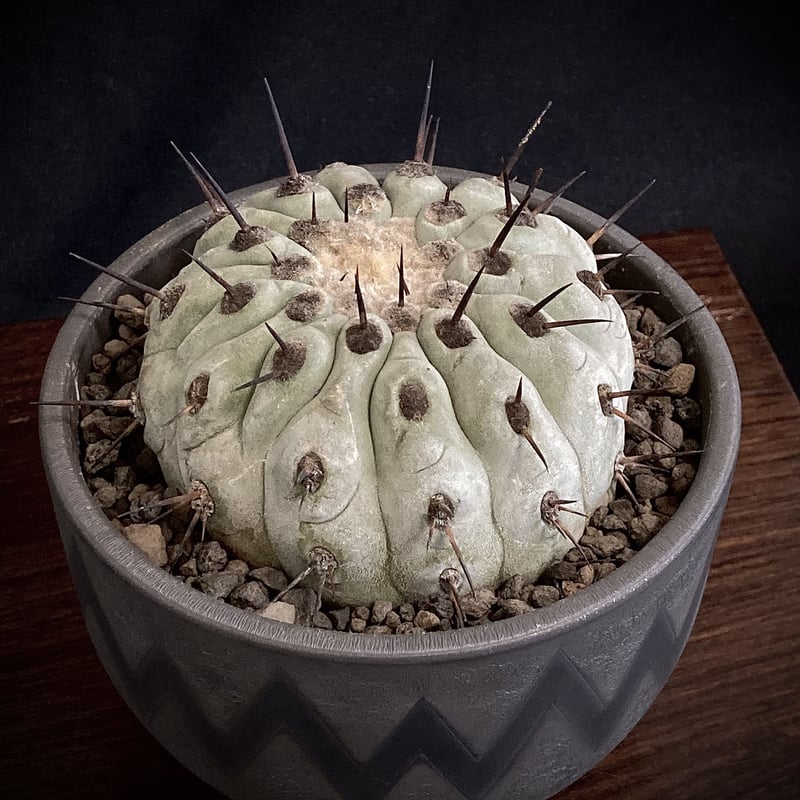 コピアポア　黒王丸  Copiapoa cinerea