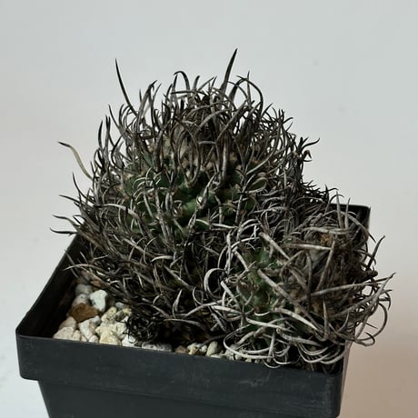 Turbinicarpus klinkerianus  昇雲竜　Heavy-spined　Seed-grown