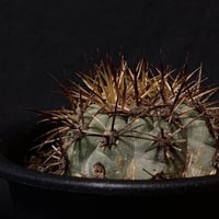 Copiapoa andina  vintage cactus