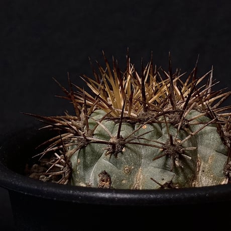 Copiapoa andina  vintage cactus