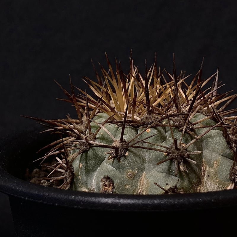 Rare Copiapoa】Copiapoa andina コピアポア・アンディナ カキコ