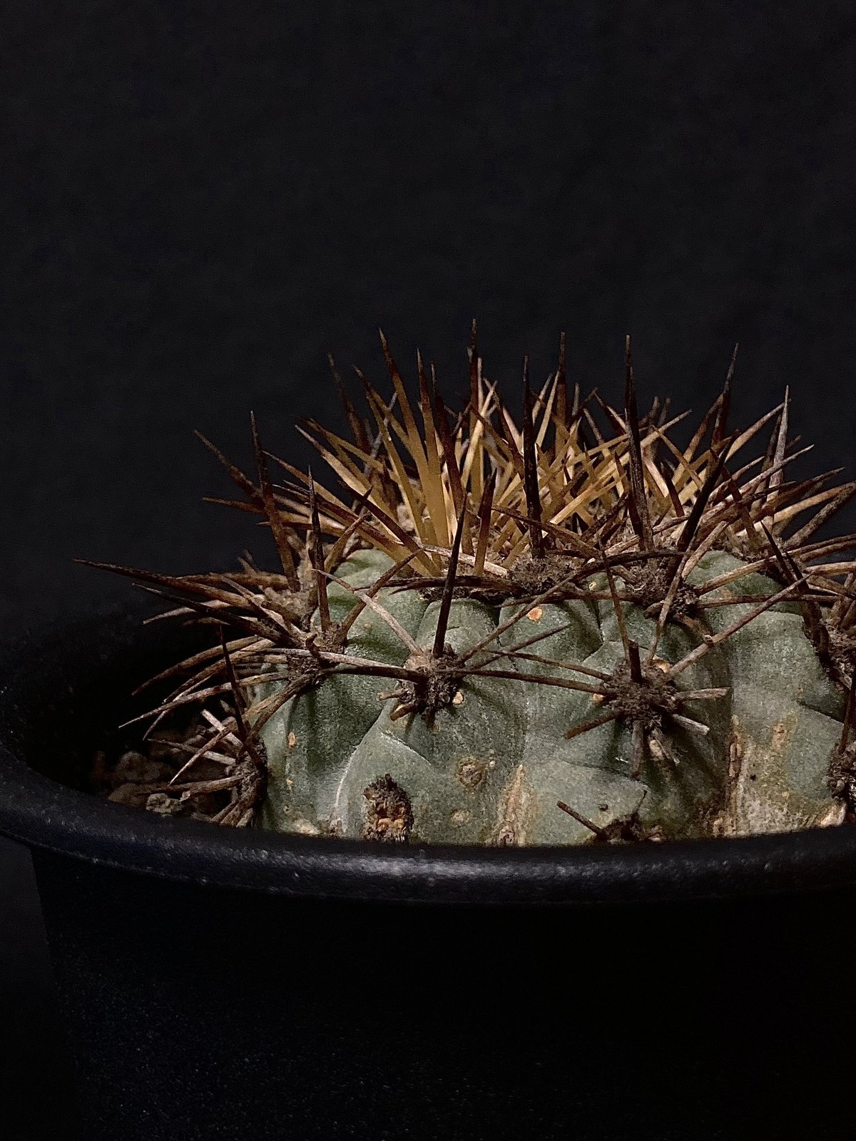 Rare Copiapoa】Copiapoa andina コピアポア・アンディナ カキコ