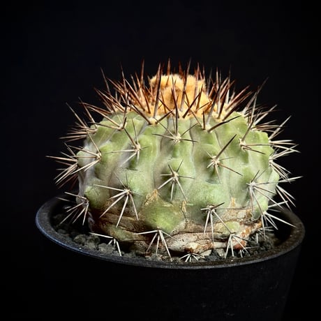 Copiapoa serpentisulcata
