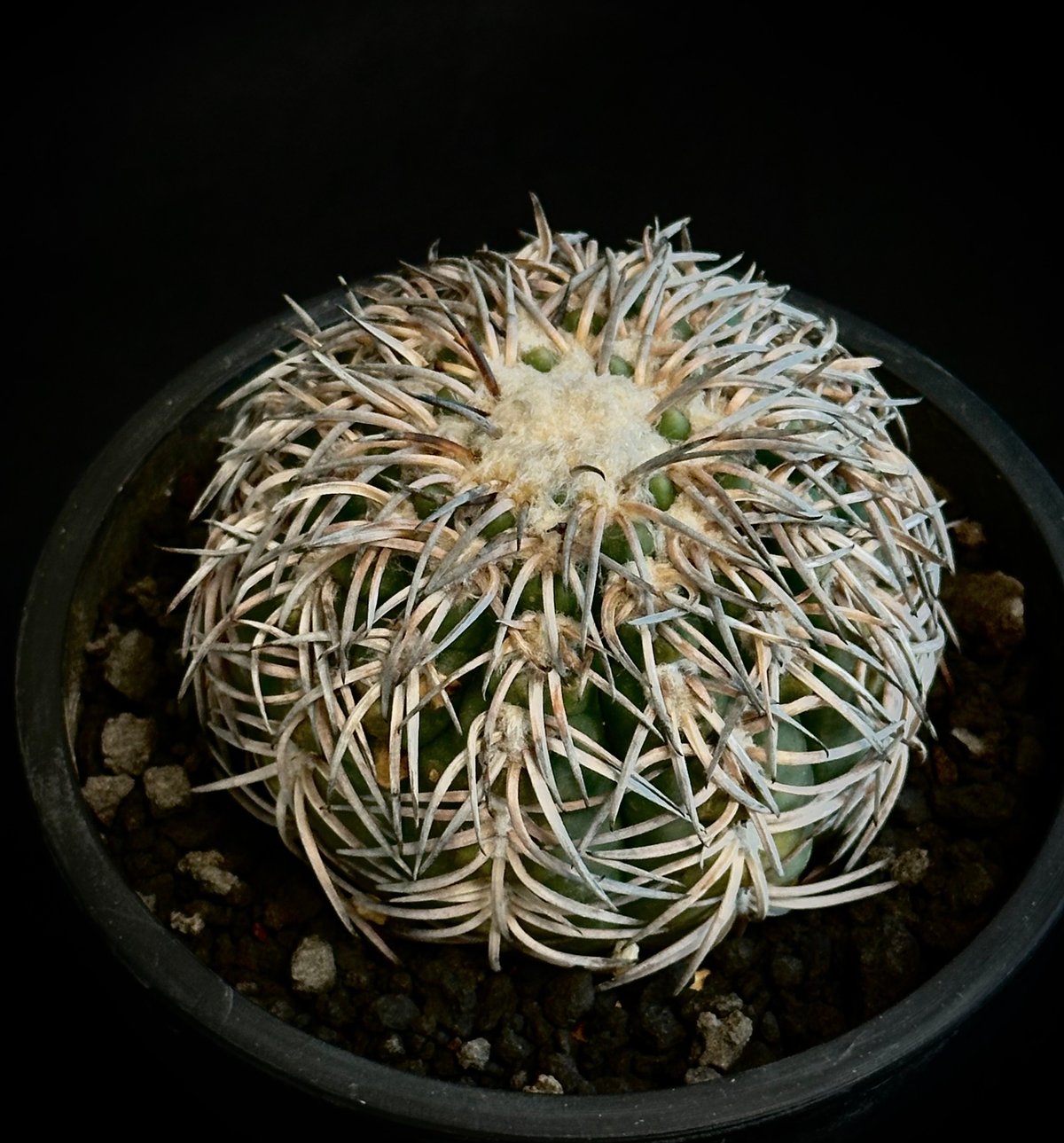 Gymnocalycium spegazzinii 短刺 強刺 天平丸 サボテン 多肉 狂刺 豪刺