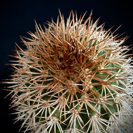 ᴄᴏᴘɪᴀᴘᴏᴀ sᴇʀᴘᴇɴᴛɪsᴜʟᴄᴀᴛᴀ　ᴊᴏsʜᴜᴀ ᴇᴠᴀɴ Critically Endangered / Extremely Old Plant
