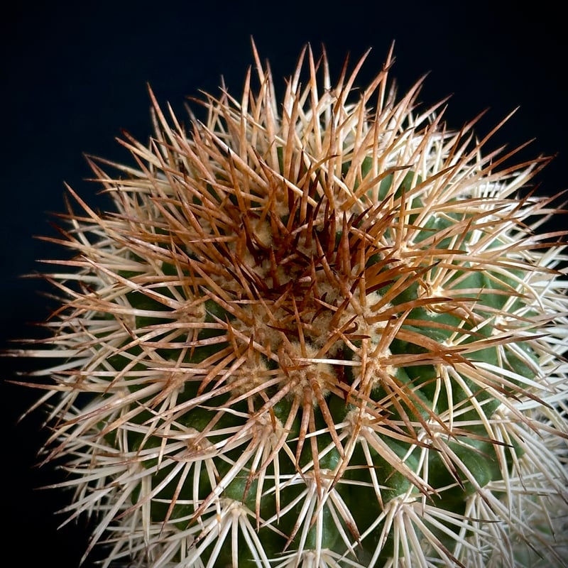 サボテンページ ᴄᴏᴘɪᴀᴘᴏᴀ sᴇʀᴘᴇɴᴛɪsᴜʟᴄᴀᴛᴀ セルペンティスル