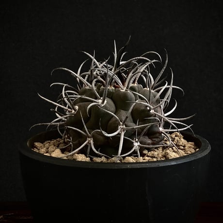 Gymnocalycium  守金魔天竜　Beautiful "Lucifer" / Black Skin & White Spines