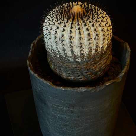 Copiapoa cinerea var. columna-alba