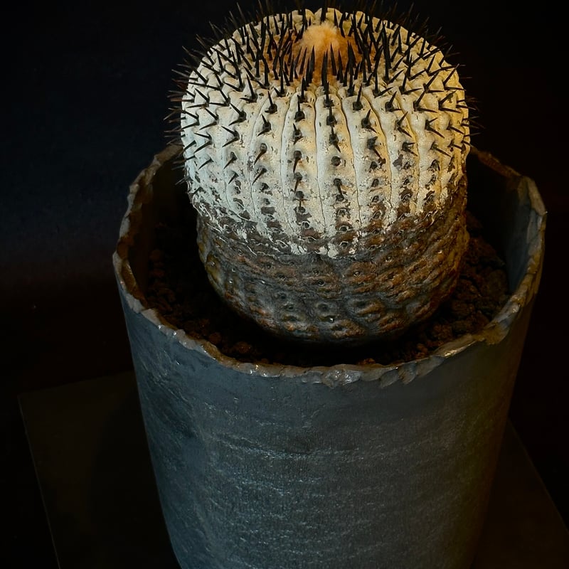 Copiapoa cinerea var. columna-alba 短刺 コピアポア コルム Copiapoa cinerea var. columna-alba 短刺 コピアポア コルム