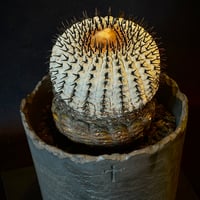 Copiapoa cinerea var. columna-alba