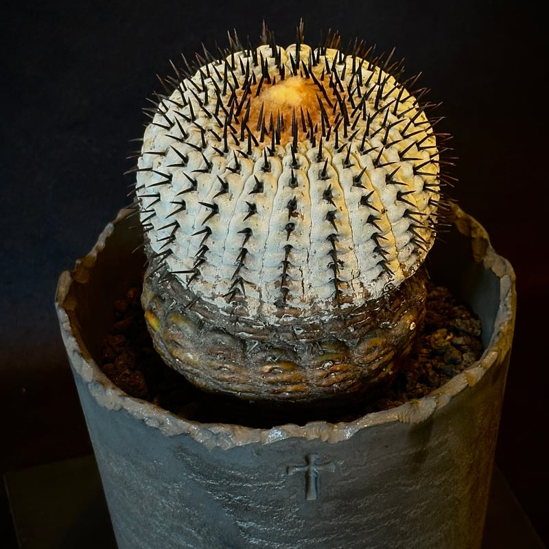 Copiapoa cinerea var. columna-alba 短刺 コピアポア コルム Copiapoa cinerea var. columna-alba 短刺 コピアポア コルム
