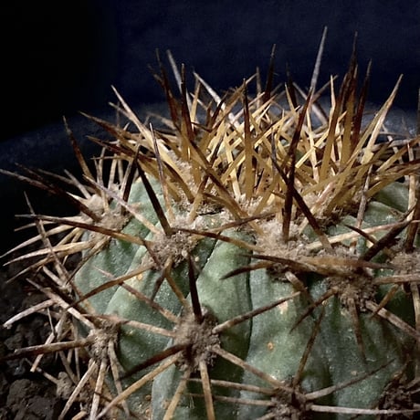 Copiapoa longistaminea Vintage cactus