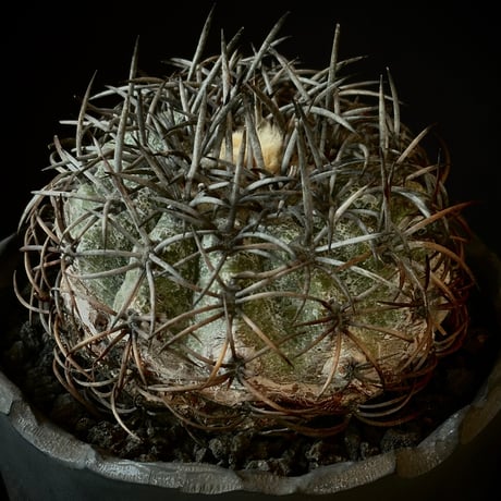 Copiapoa griseoviolacea 　𝒄𝒓𝒐𝒔𝒔 𝒑𝒐𝒕 †