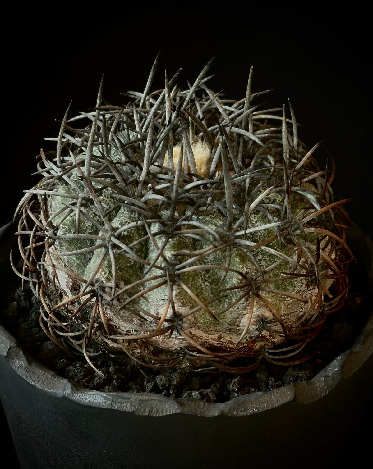 Copiapoa griseoviolacea グリセオビオラセア 栗星玉 𝒄𝒓𝒐𝒔𝒔
