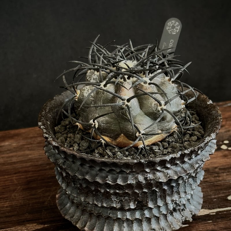 コピアポアグリセオビオラセア栗星玉