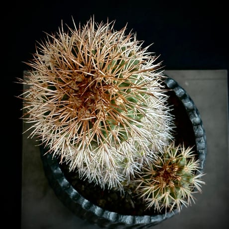 ᴄᴏᴘɪᴀᴘᴏᴀ sᴇʀᴘᴇɴᴛɪsᴜʟᴄᴀᴛᴀ　ᴊᴏsʜᴜᴀ ᴇᴠᴀɴ Critically Endangered / Extremely Old Plant