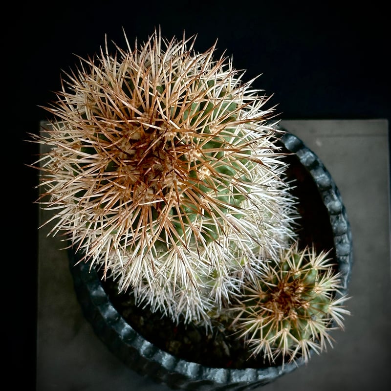 ᴄᴏᴘɪᴀᴘᴏᴀ sᴇʀᴘᴇɴᴛɪsᴜʟᴄᴀᴛᴀ セルペンティスル