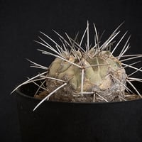 ᴄᴏᴘɪᴀᴘᴏᴀ ᴄɪɴᴇʀᴇᴀ コピアポア 黒王丸 ᴊᴏsʜᴜᴀ ᴇᴠᴀɴ