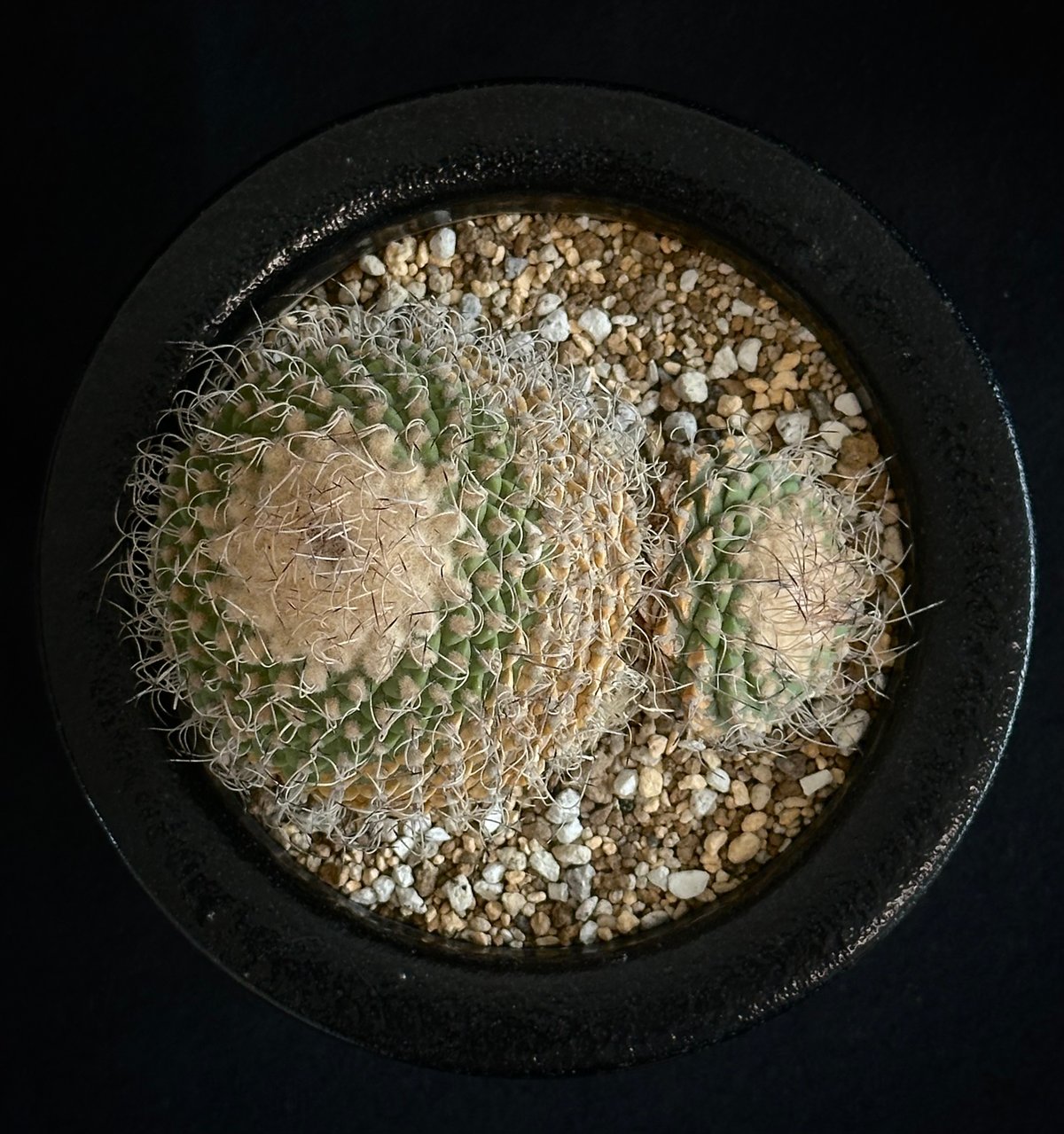 ストロンボカクタス菊水超扁平株