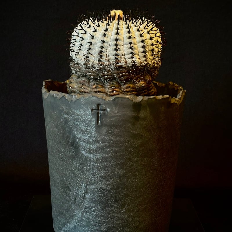 Copiapoa cinerea var. columna-alba 短刺 コピアポア コルム Copiapoa cinerea var. columna-alba 短刺 コピアポア コルム