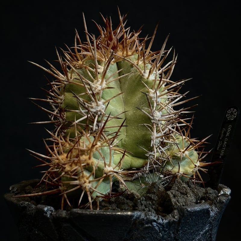 サボテンです(´◡` )♩ ᴏɴʟɪɴᴇ ᴇxʜɪʙɪᴛɪᴏɴ ɴᴇᴇᴅʟᴇs】ᴄᴏᴘɪᴀᴘᴏᴀ sᴏʀᴀʟɪs × ᴊ