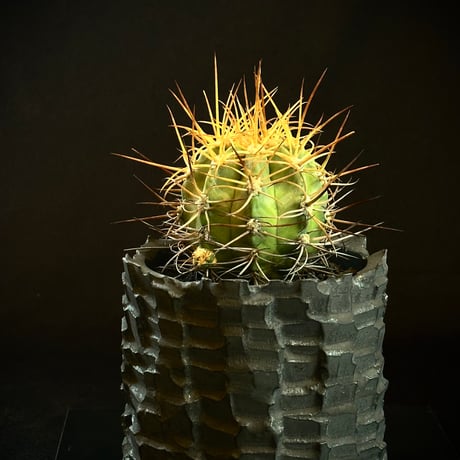 Copiapoa solaris