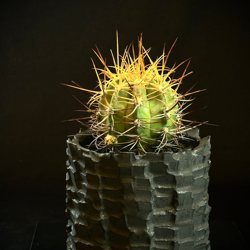 Copiapoa solaris コピアポア ソラリス 沙羅玉 実生 絶滅危惧種EN | CO