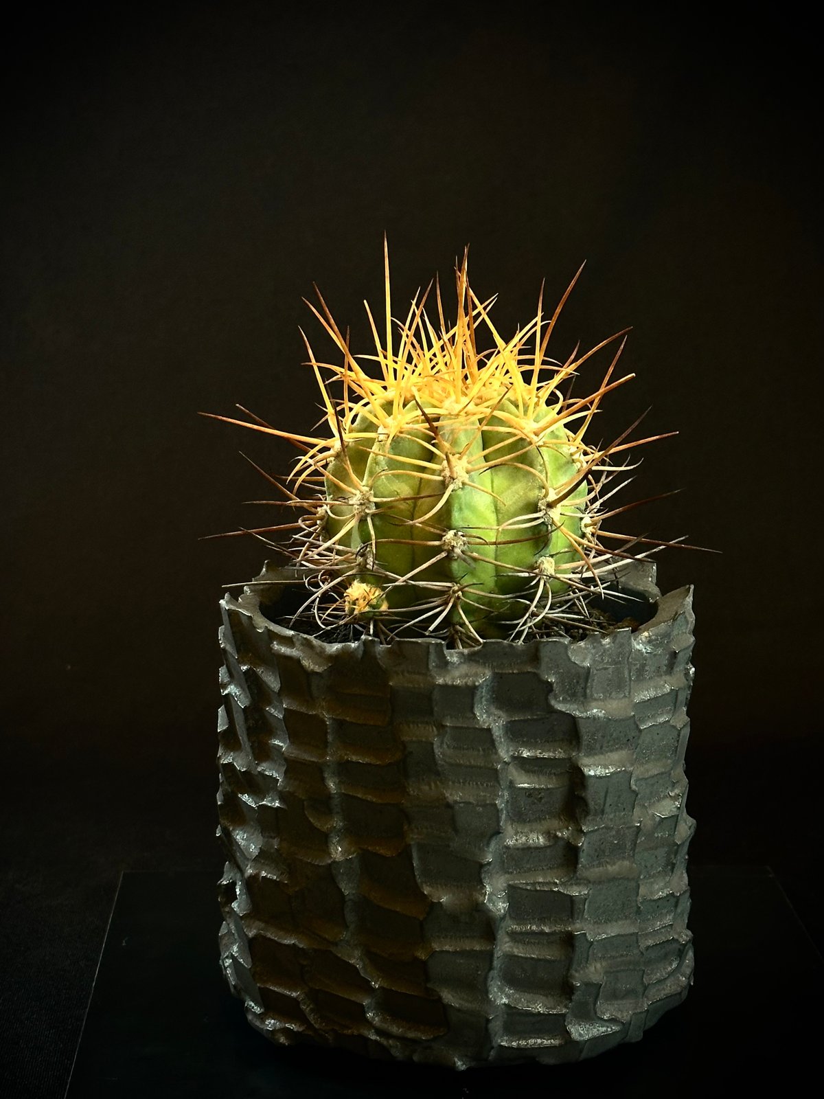 Copiapoa solaris コピアポア ソラリス 沙羅玉 実生 絶滅危惧種EN | CO
