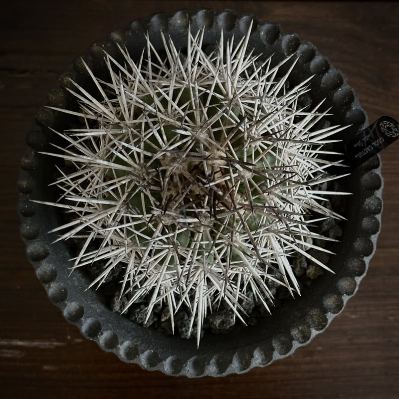 Copiapoa rupestris【コピアポア・ルペストリス】 Copiapoa rupestris【コピアポア・ルペストリス・実生