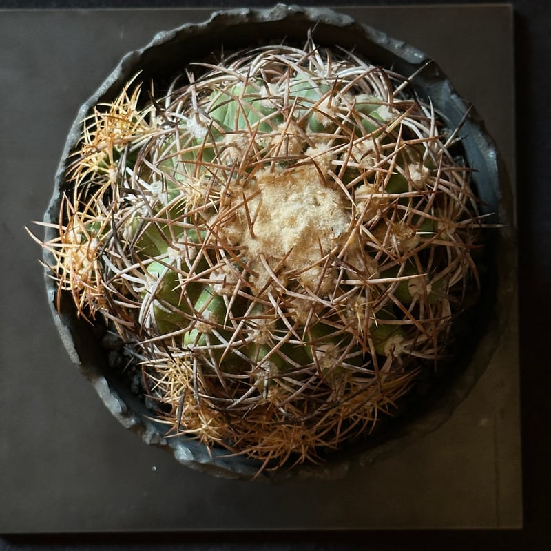 Copiapoa coquimbana subs. andina コピアポア アンディナ ×