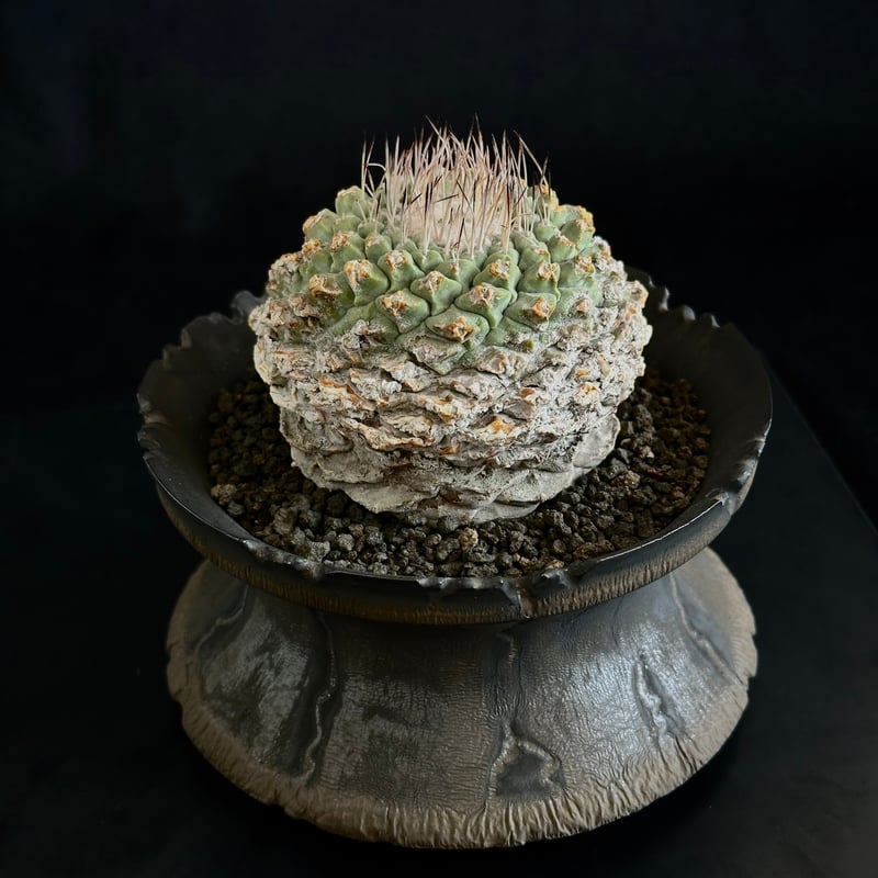 ストロンボカクタス 成田皺疣菊水 ストロンボカクタス 成田皺疣菊水 Strombocactus discifromis ス