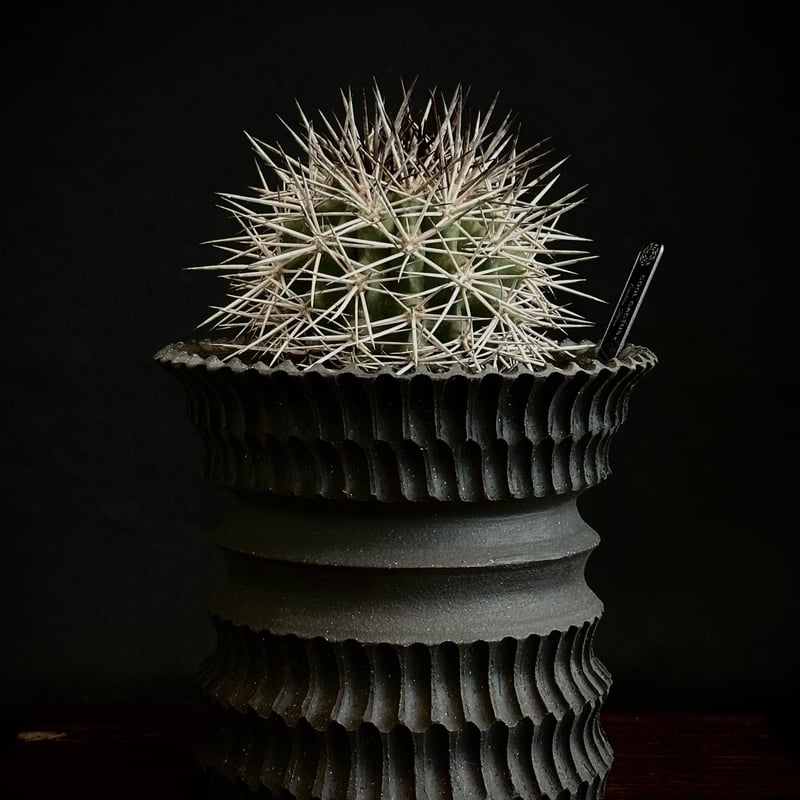 Copiapoa rupestris【コピアポア・ルペストリス】 Copiapoa rupestris【コピアポア・ルペストリス・実生