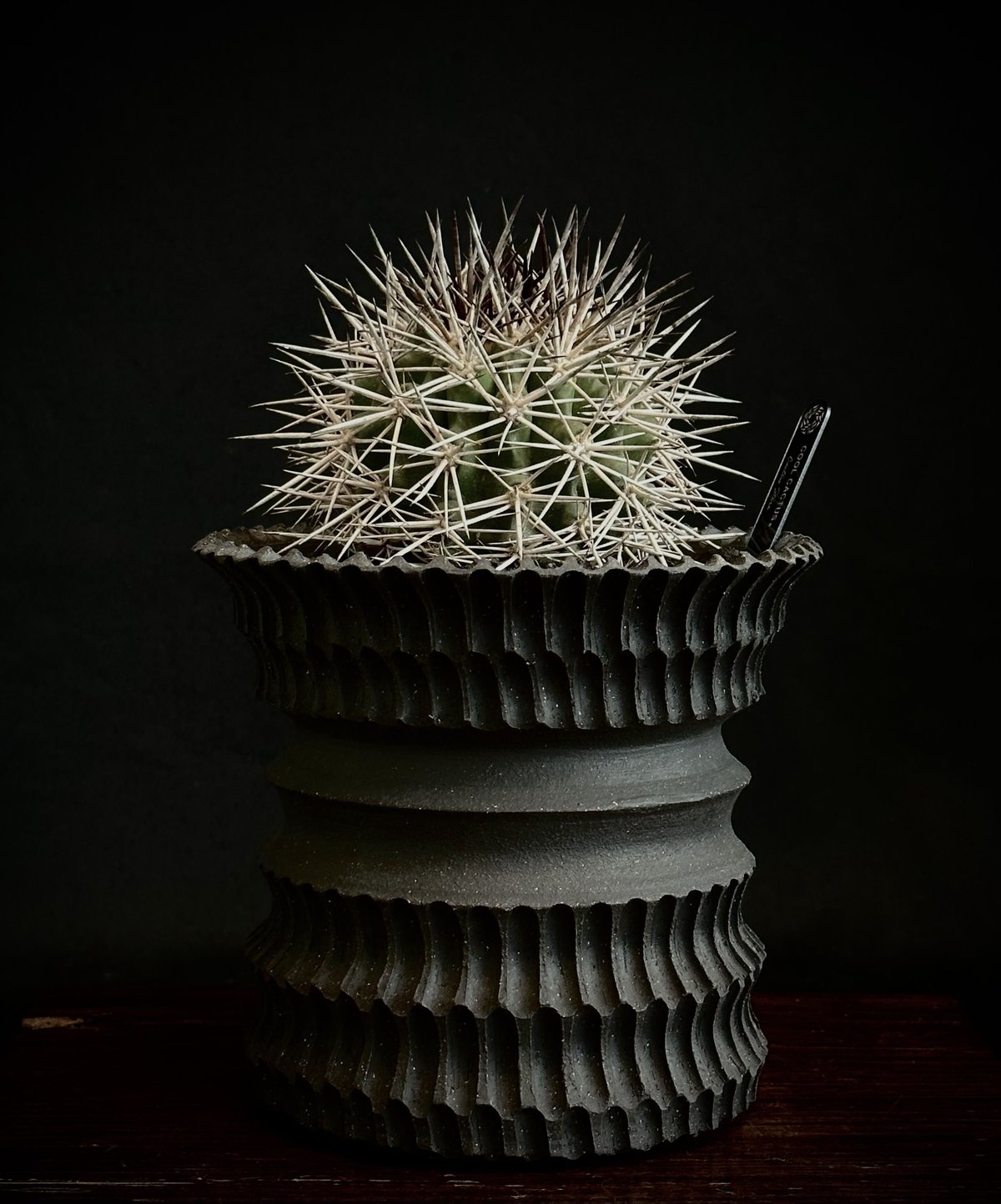 ᴄᴏᴘɪᴀᴘᴏᴀ ʀᴜᴘᴇsᴛʀɪs × ᴊᴏsʜᴜᴀ ᴇᴠᴀɴ コピアポア