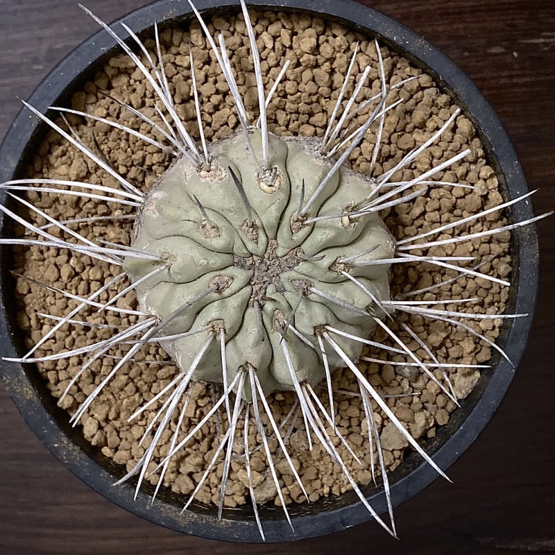 Copiapoa carrizalensis コピアポア・カリザレンシス 超古株 白肌 W