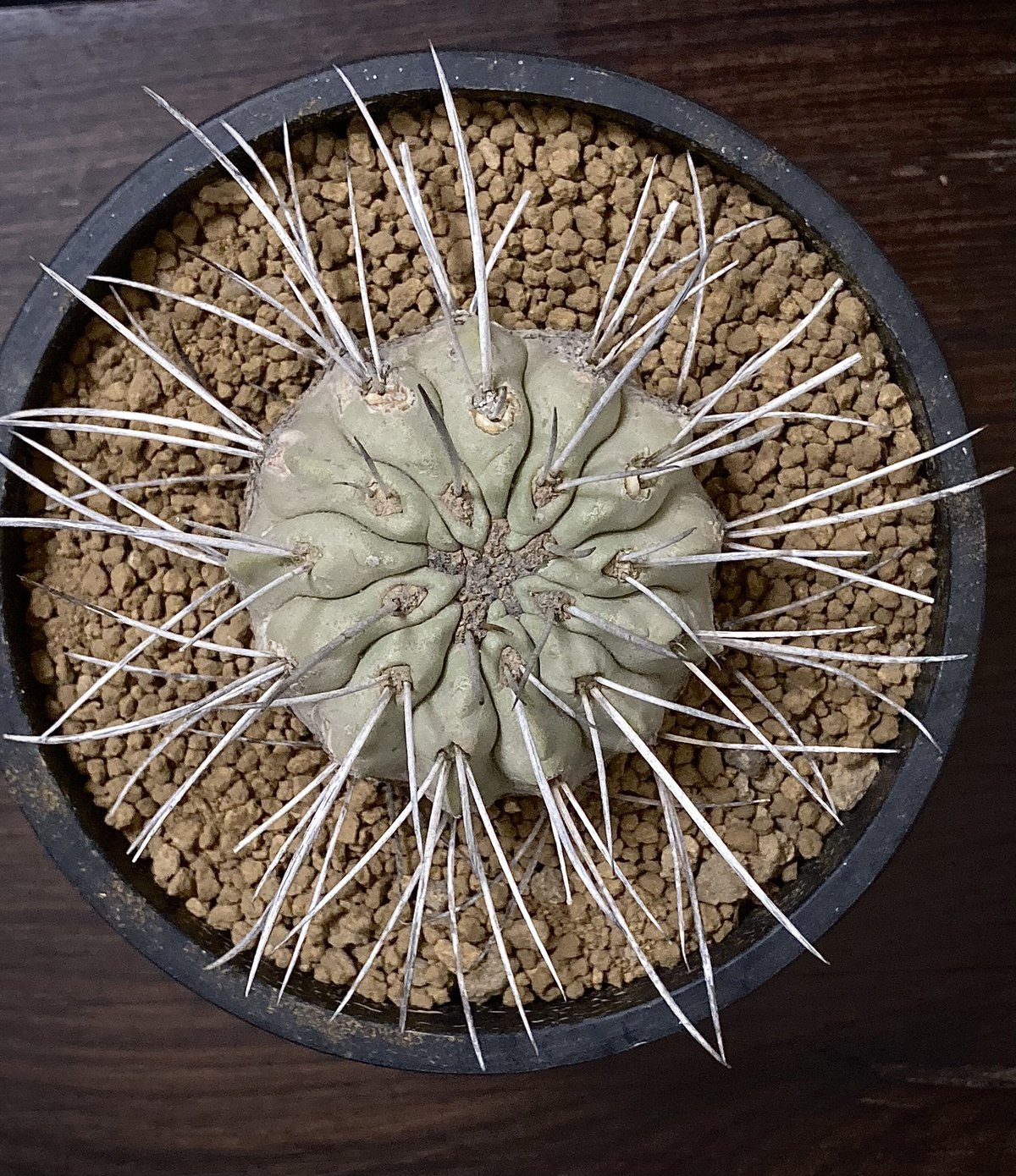 Copiapoa carrizalensis コピアポア・カリザレンシス 超古株 白肌 W