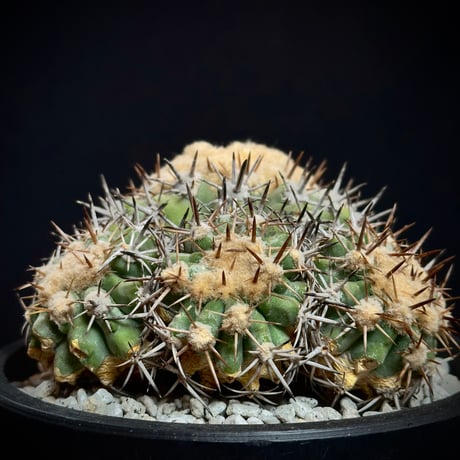 Copiapoa cinerascens　（Copiapoa Chanaralensis）  very Rare