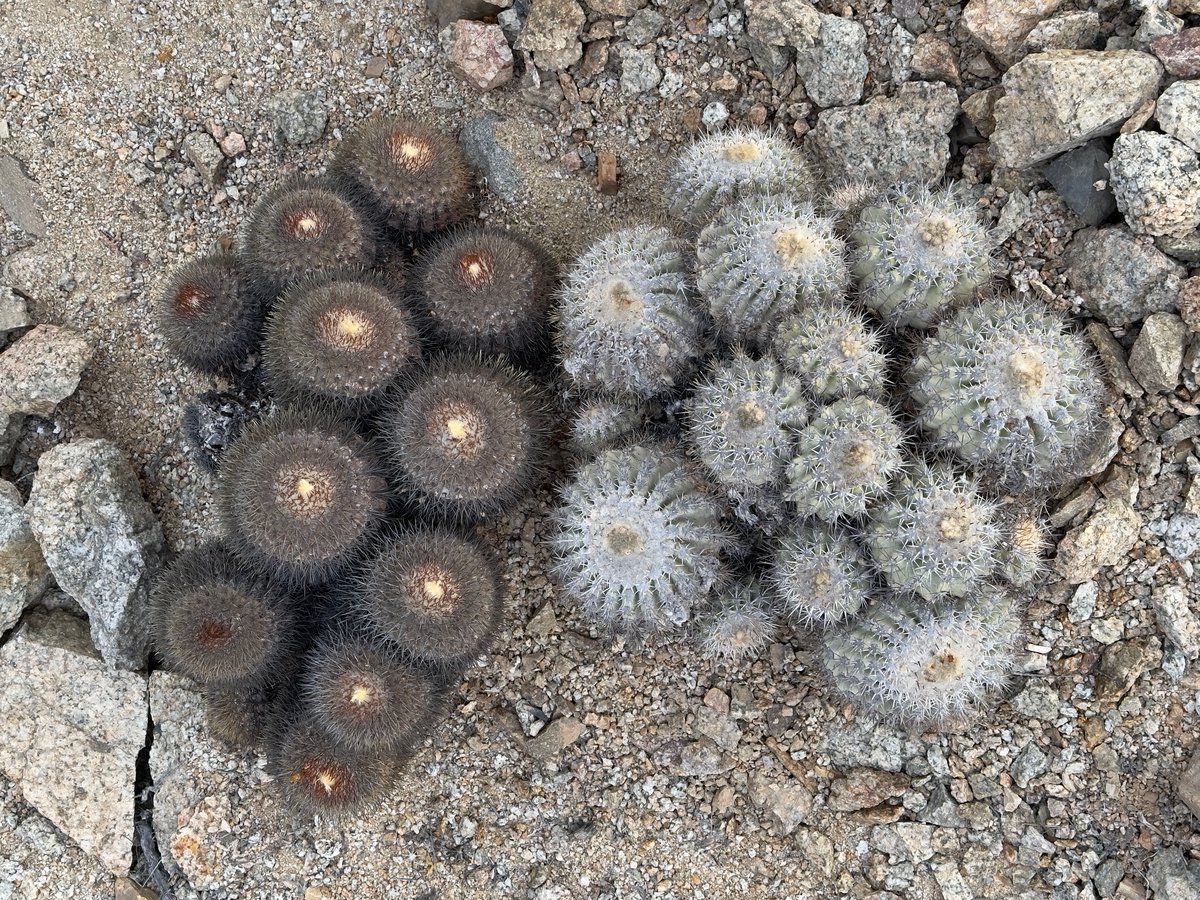 ᴄᴏᴘɪᴀᴘᴏᴀ ᴄɪɴᴇʀᴀsᴄᴇɴs コピアポア シネラスケンス 竜牙玉