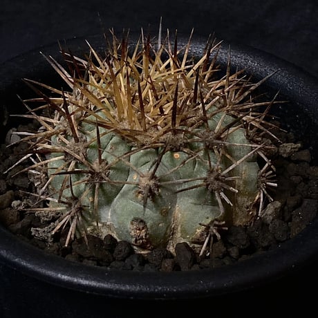 Copiapoa andina  vintage cactus