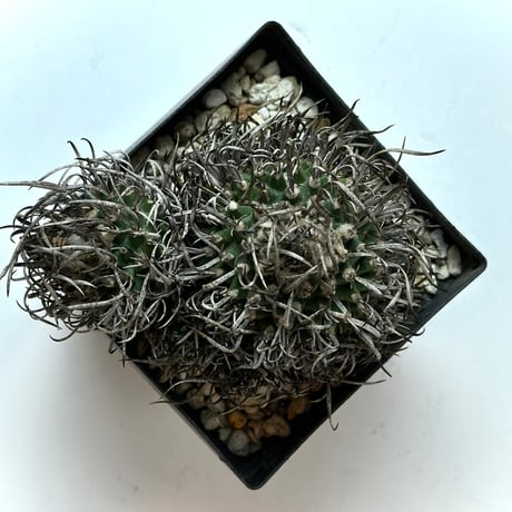 Turbinicarpus klinkerianus  昇雲竜　Heavy-spined　Seed-grown