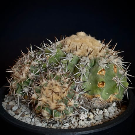 Copiapoa cinerascens　（Copiapoa Chanaralensis）  very Rare